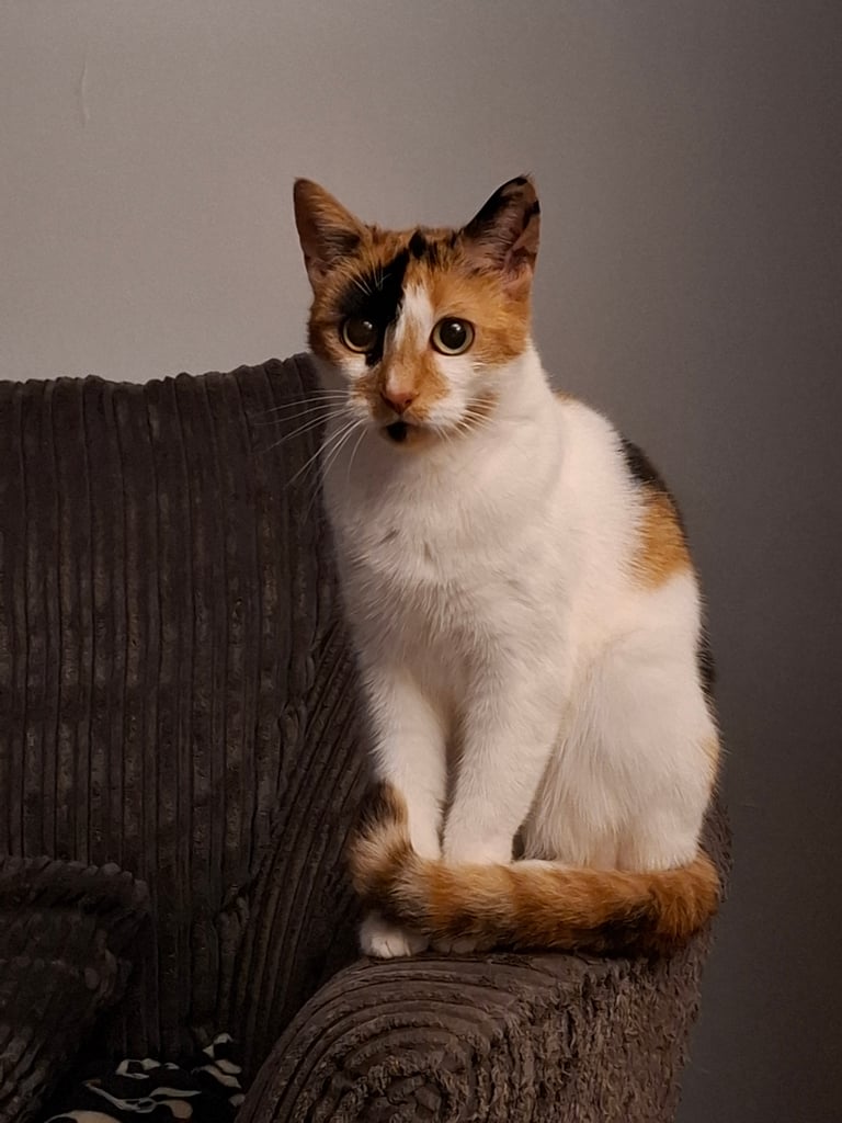 2 beautiful female sisters looking for forever home 