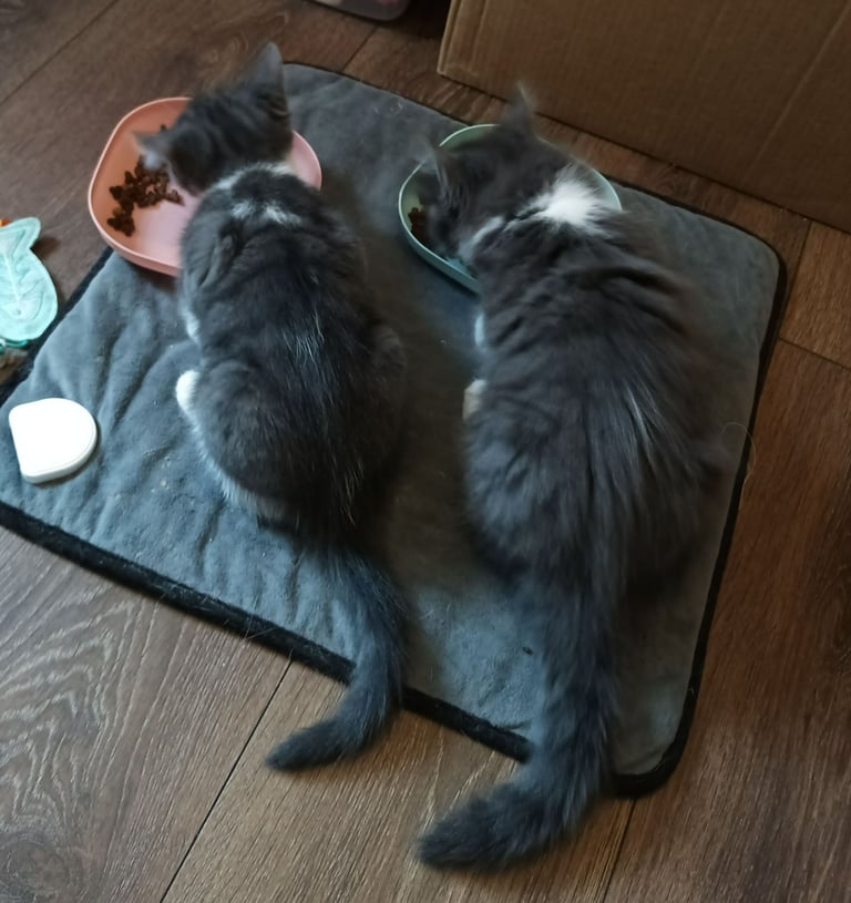 image for Ready now! Pair of kittens 