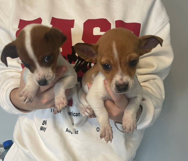 Jack Russell puppies