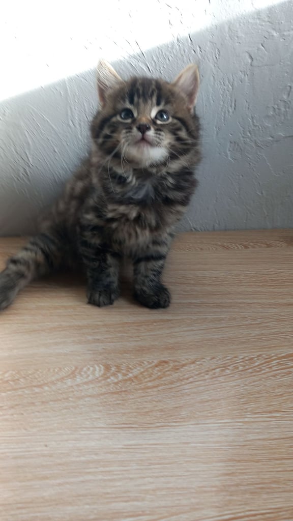 image for Kittens 