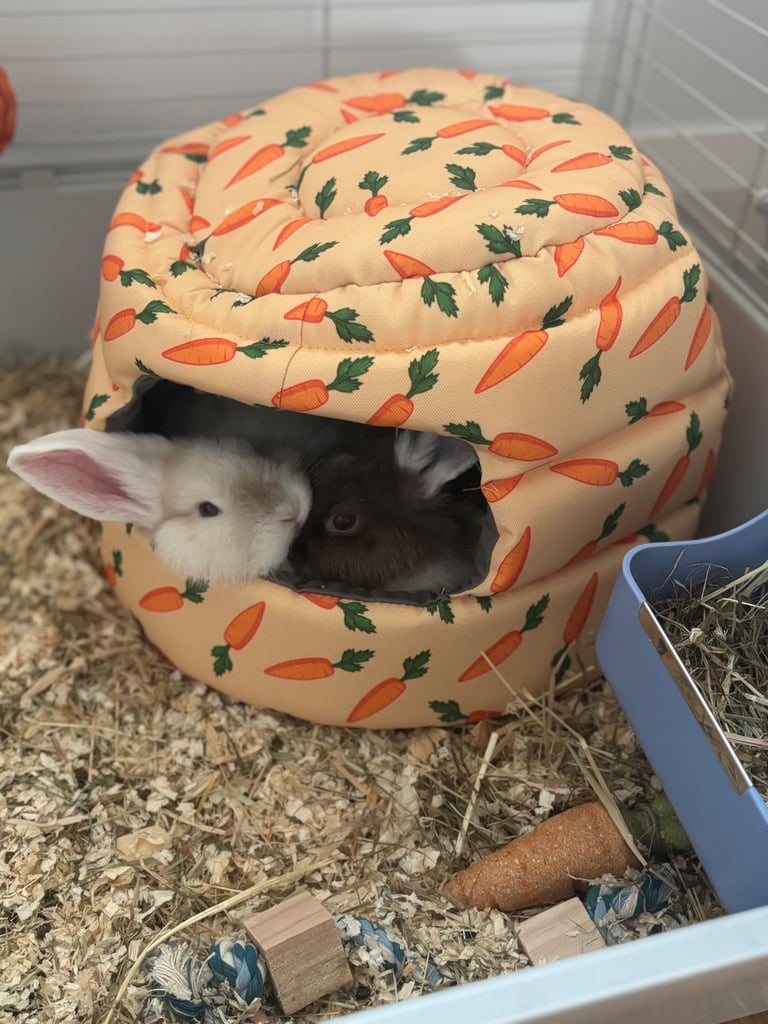 2 bunnies for sale