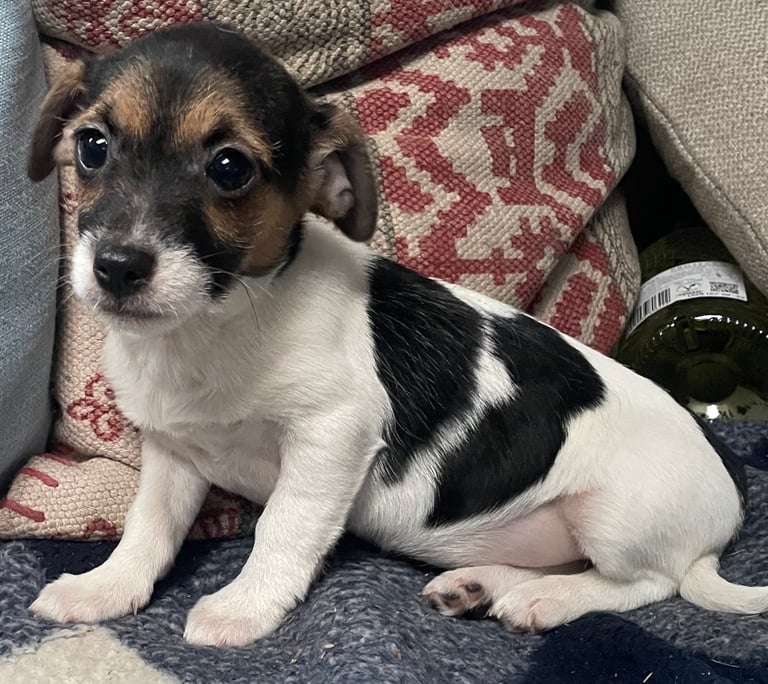BEAUTIFUL JACK RUSSELL PUPPIES 