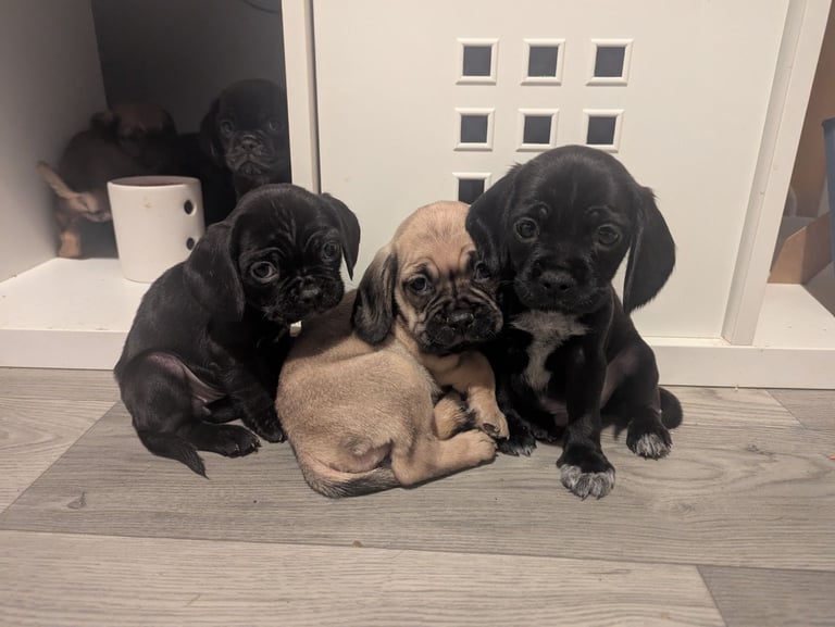 Pug cross puppies