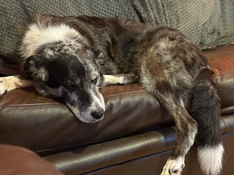 Murphy blue merle border collie