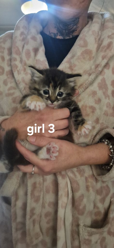 3 female kittens 