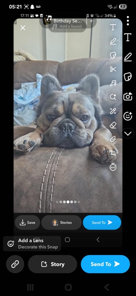 1 week old fluffy French bulldogs 