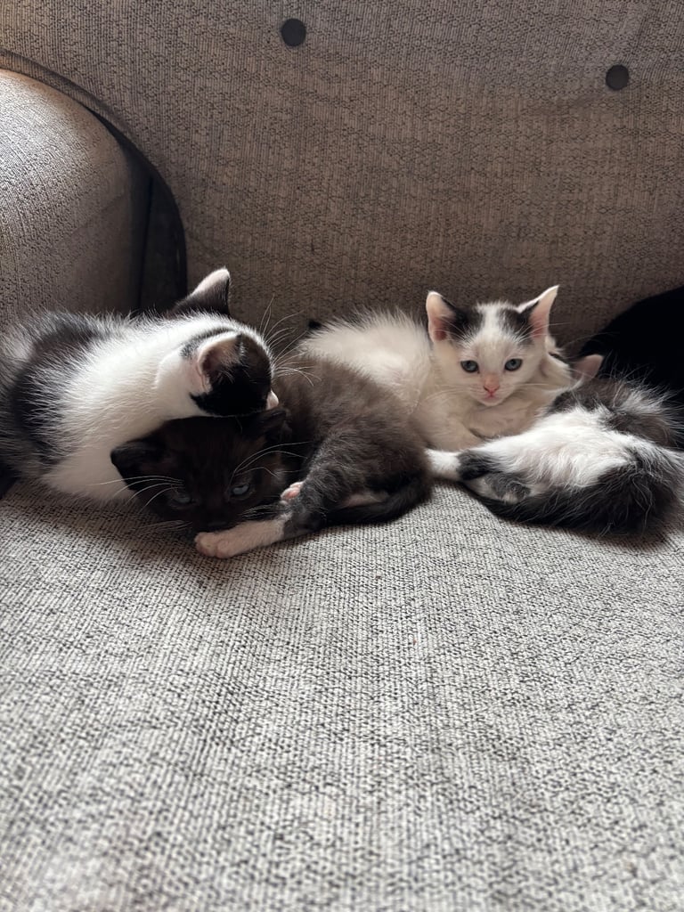 Kittens 9 weeks old male & female