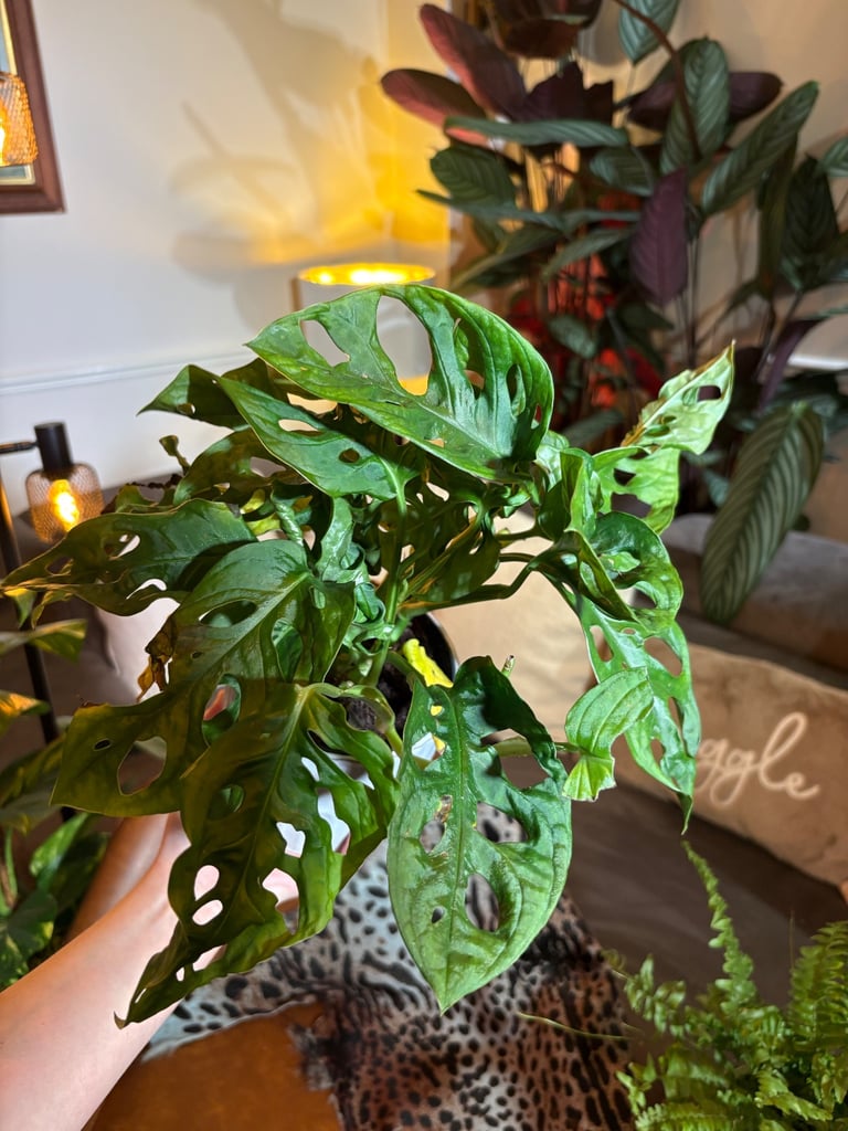 Monstera Monkey Mask Indoor Swiss Cheese Houseplant Christmas Gift