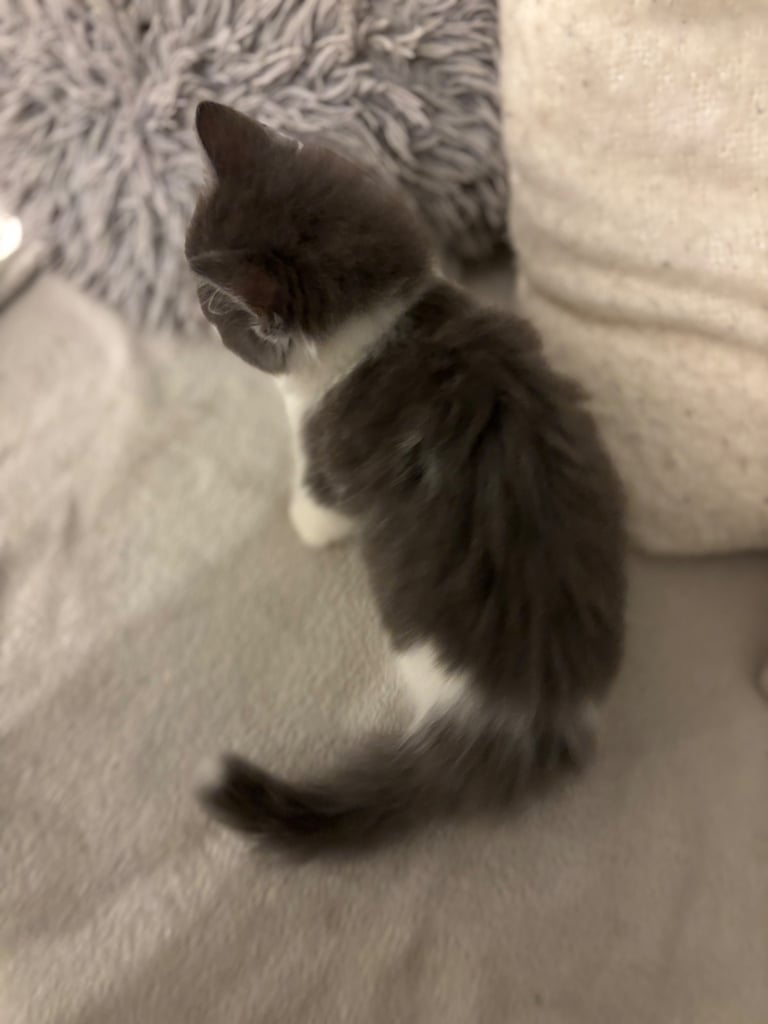 kittens 