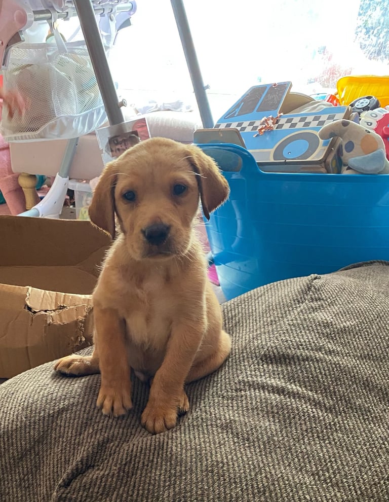 READY NOW Kc reg Labrador puppies both jabs microchip flea worm insured 