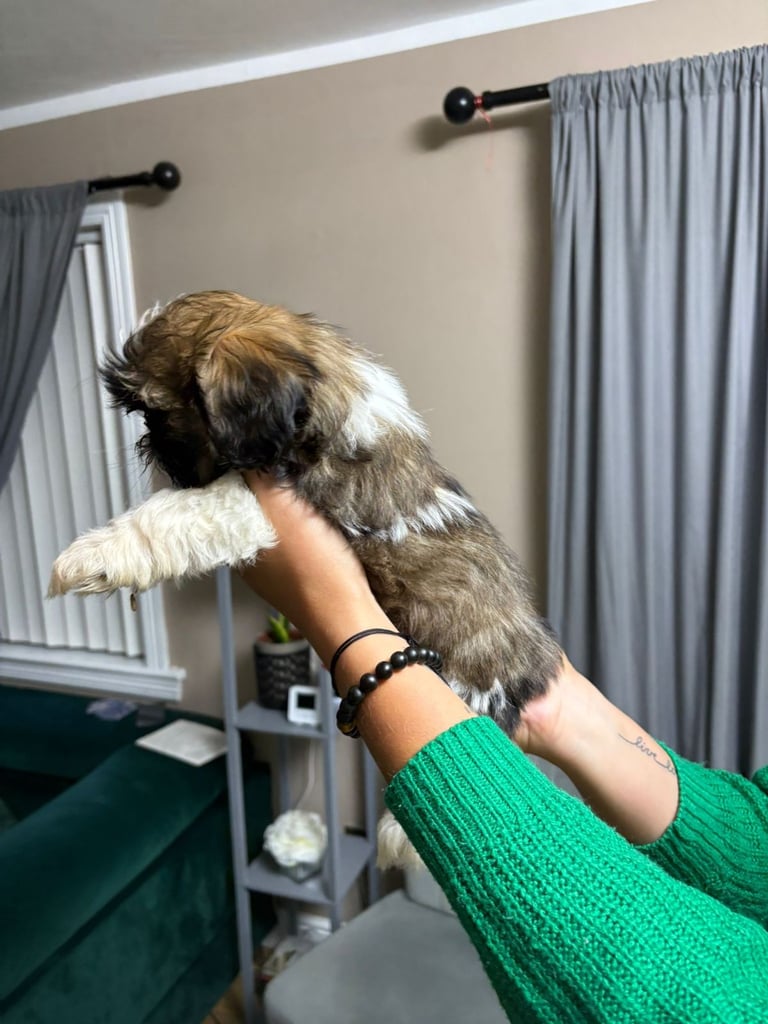 2 boys shihtzu 