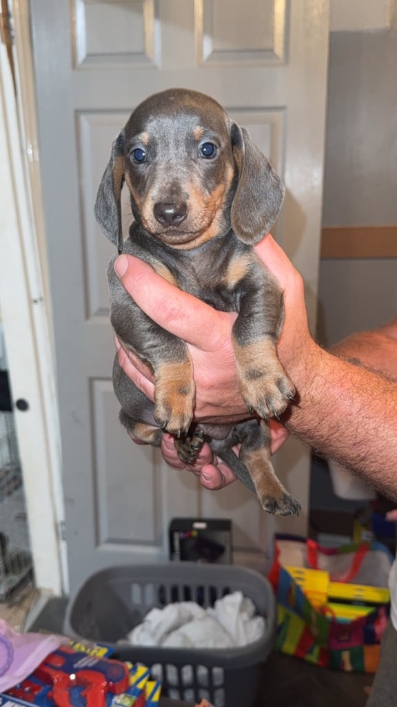 Beautiful dachshunds for sale 