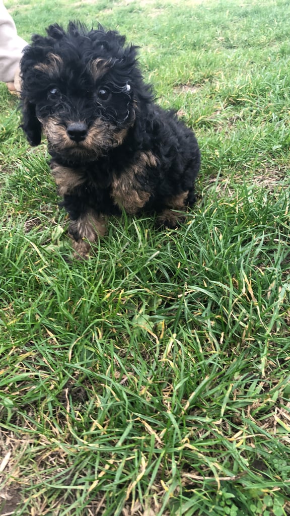 Poodles ready to leave now!