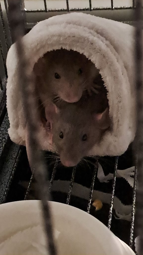 Dumbor rats 4 months