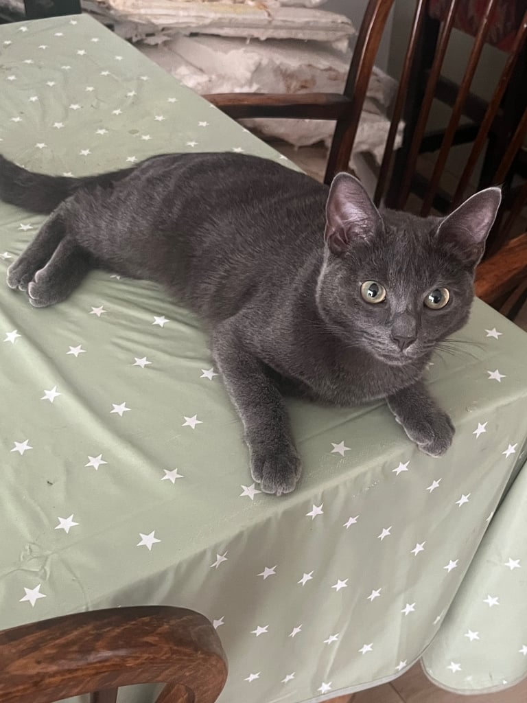 Beautiful Russian blue girl 