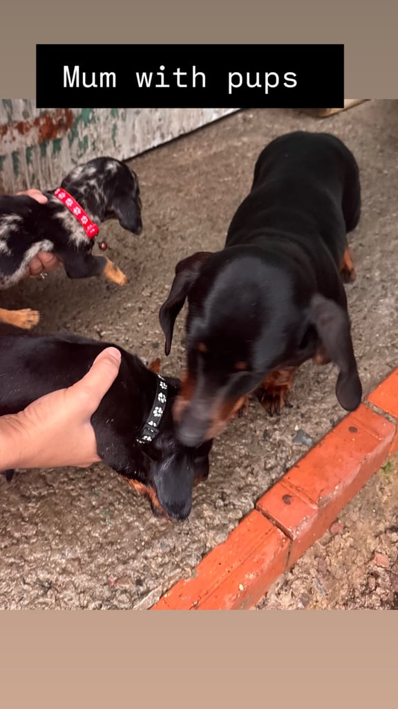 Miniature dachshund pups