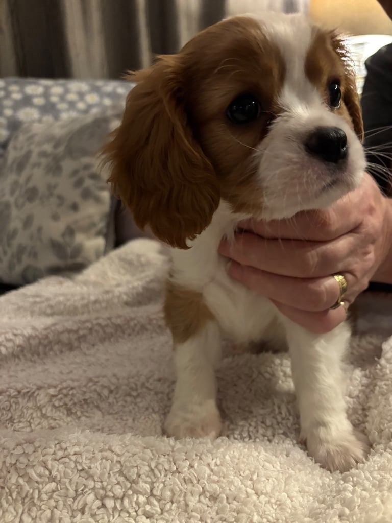 Cavalier King Charles spaniel puppy for sale