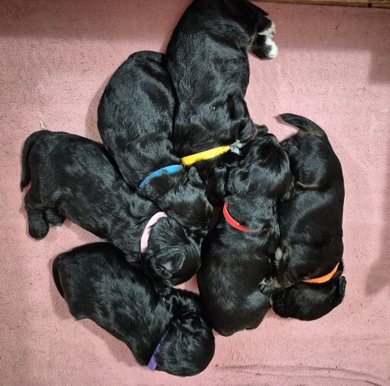 Poodle cross puppies for sale