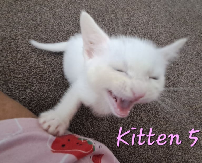 4 Stunning kittens for sale