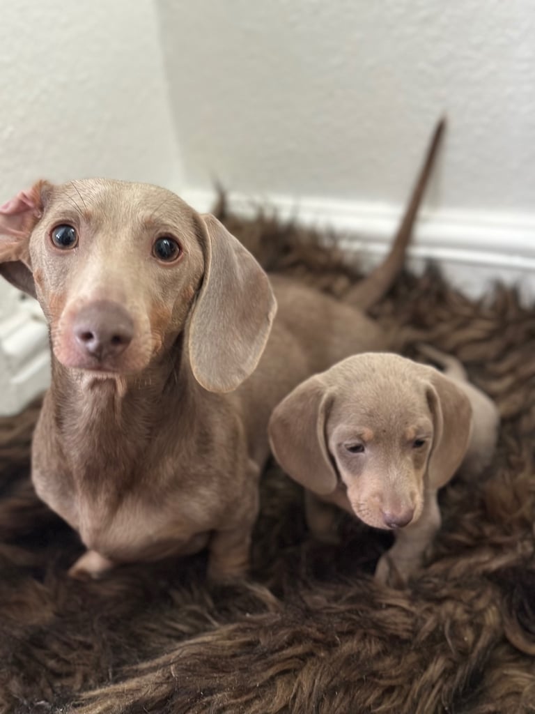 READY TO GO - Miniature Dachshund Puppies – Isabella & Tan Boys 🐾🌟