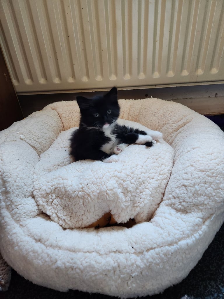 There's only one beautiful boy left. White and Black. 