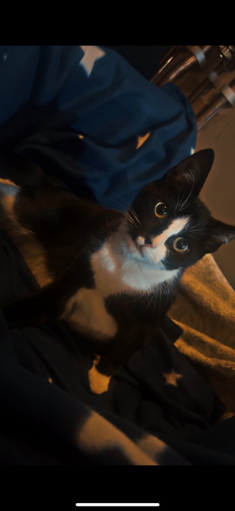 image for Tuxedo cat 18 months old 