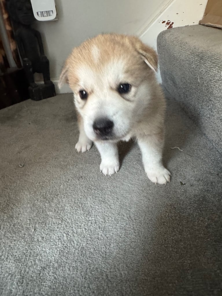 Puppies 