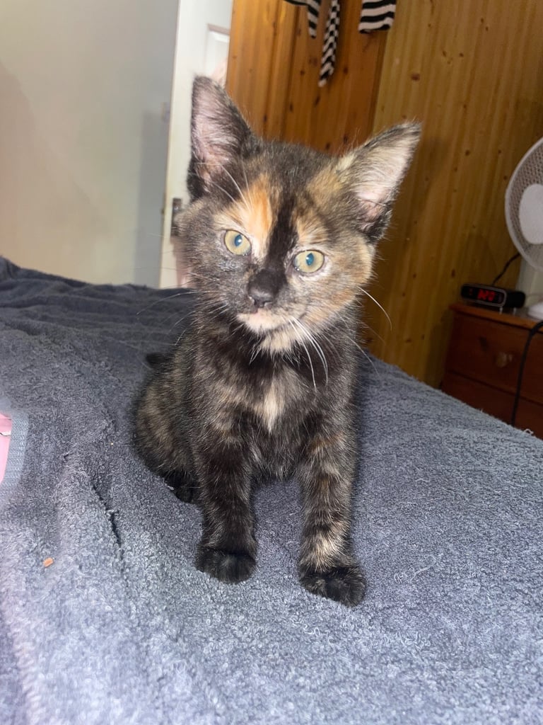 image for Gorgeous female kittens looking for their forever home 