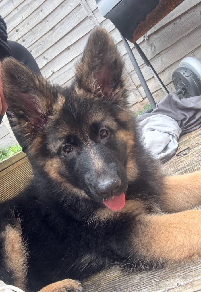 GSD puppy (F)