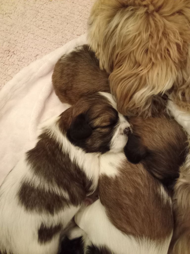 Shihtzu puppies