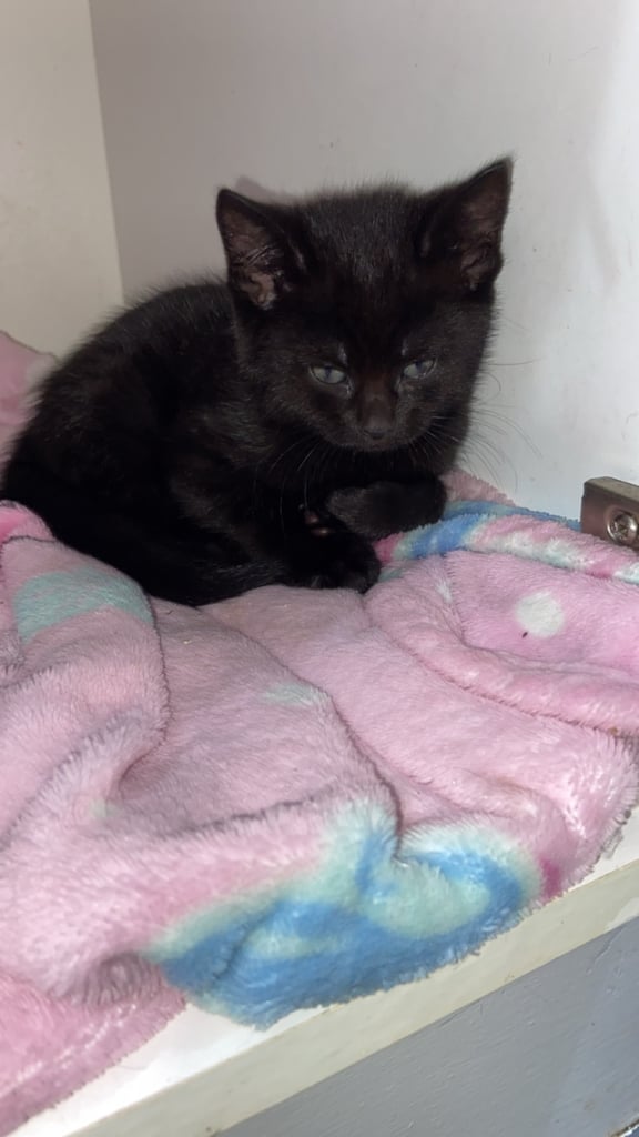 Beautiful kittens ready for there new homes 
