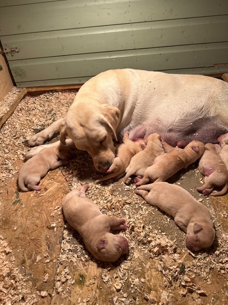 image for Labrador Pups Fox Red, KC registered 