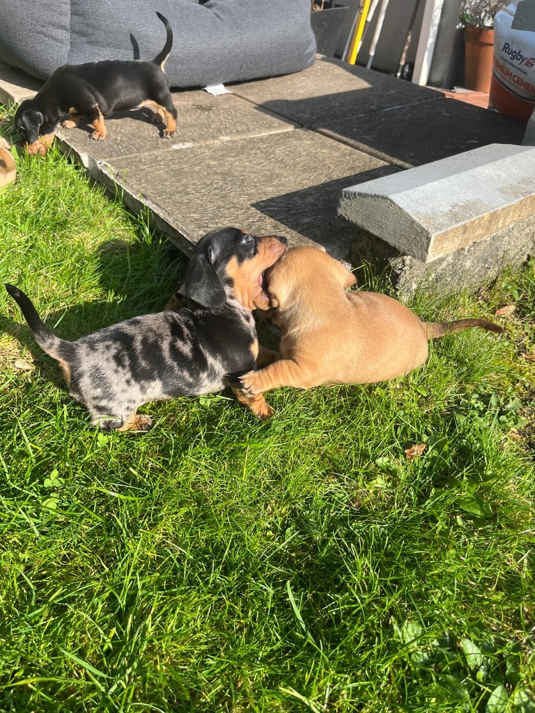Mini dachshund puppies