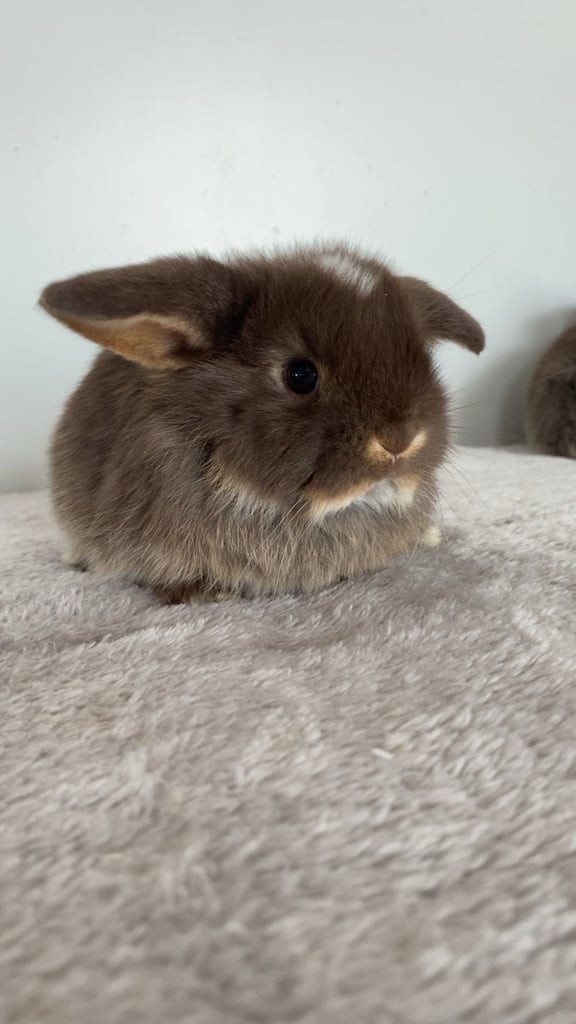 Pure breed mini lops 