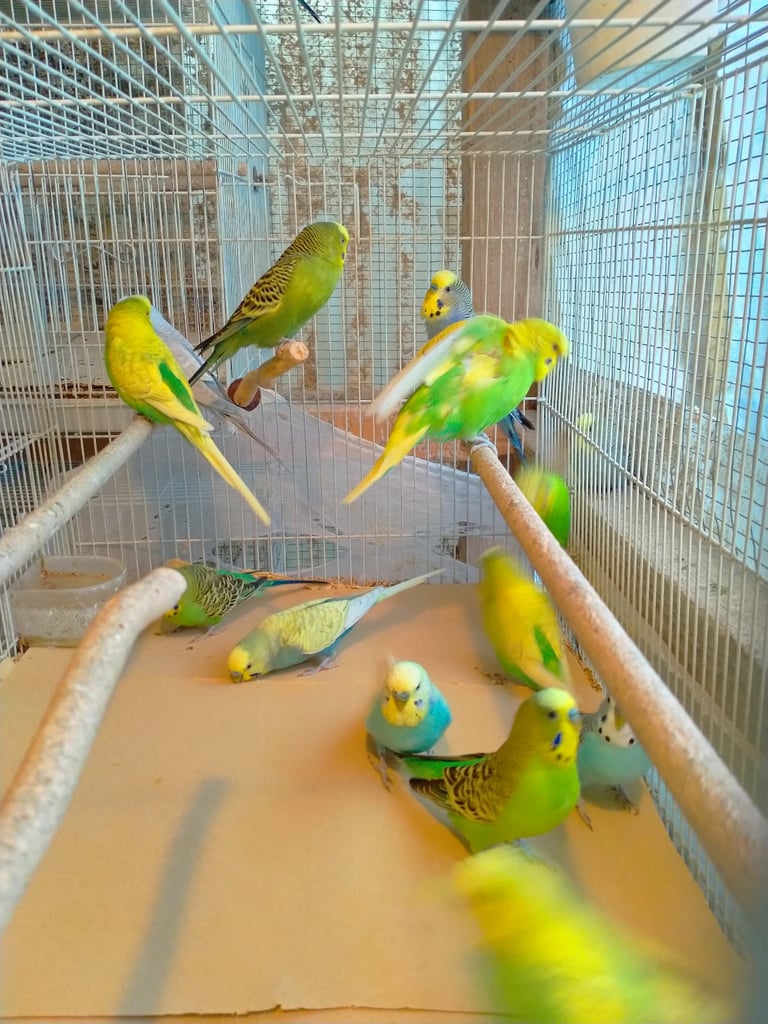 Cockatiels and Budgies - Bristol 