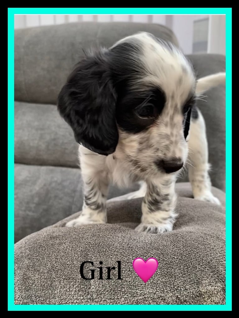 Sprocker Spaniel Puppies 