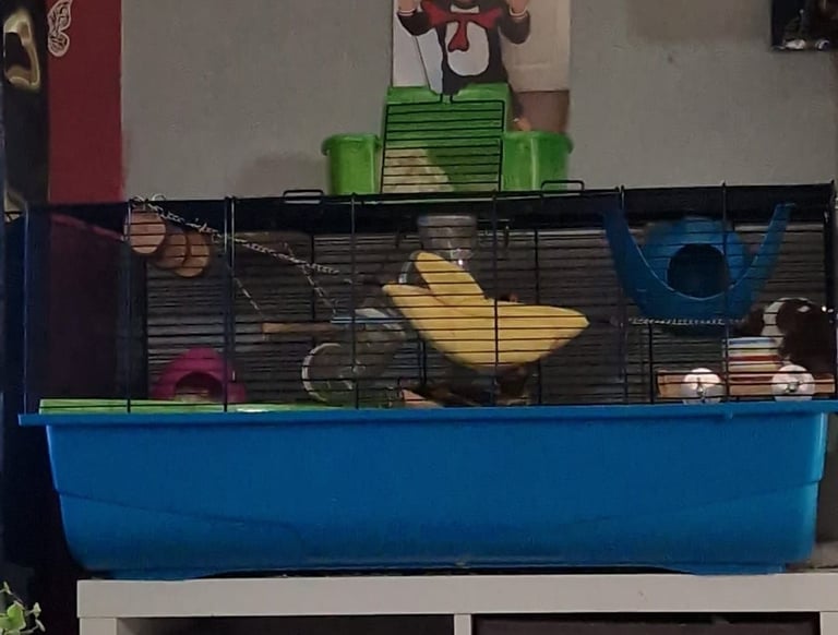 Male black and white Syrain hamster