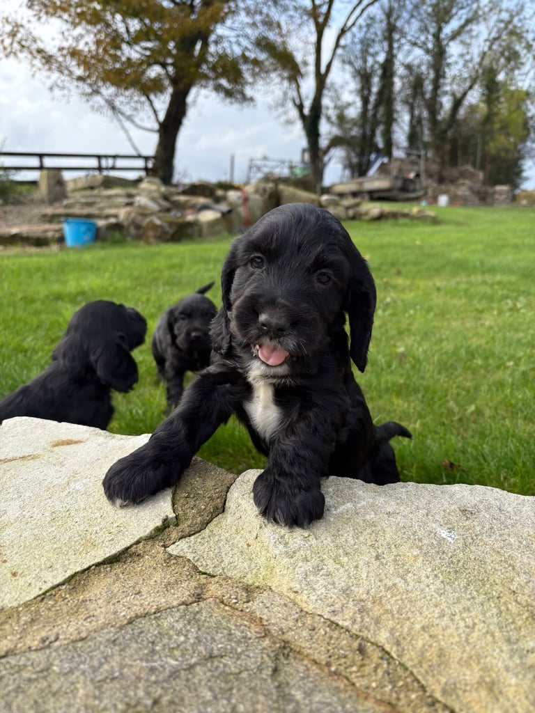 Cocker Spaniel Pups
