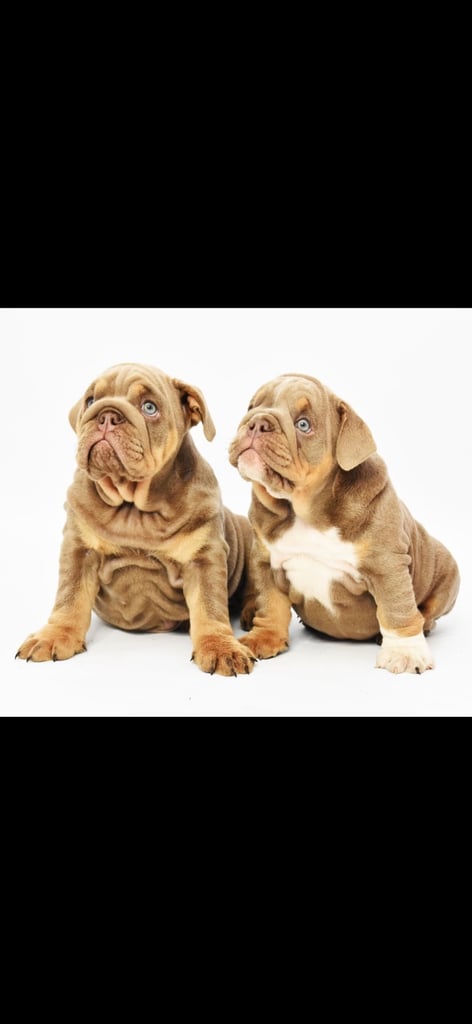 image for English bulldogs 