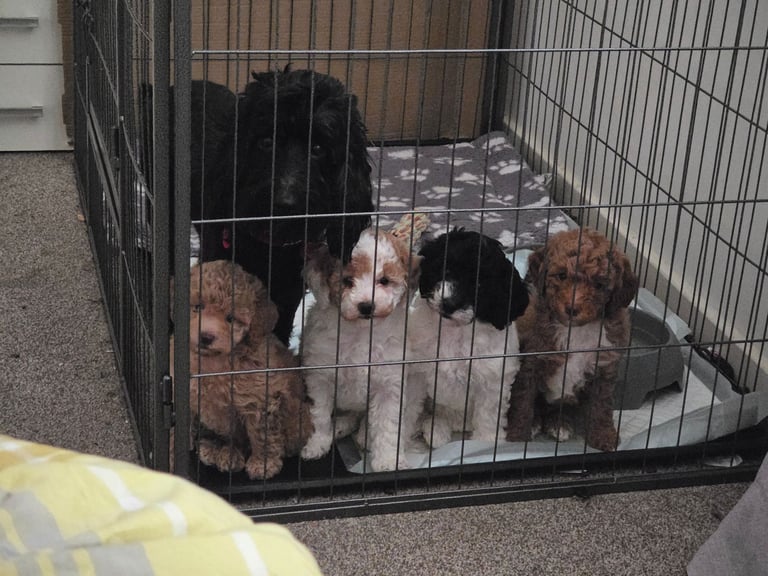 Last poodle x cockapoo