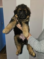 image for German Shepherd puppies (ONLY 1 girl left)
