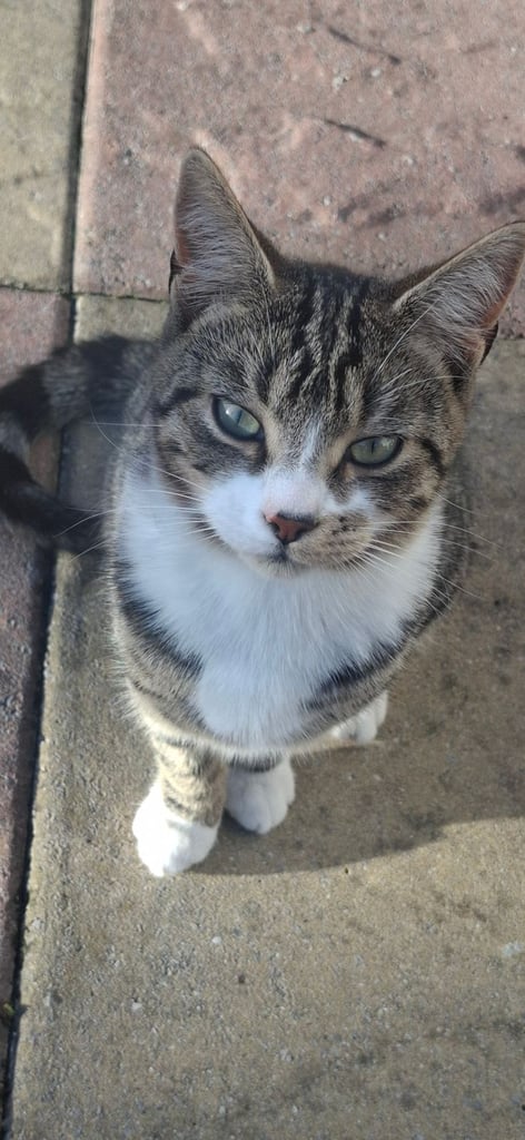 Young male cat to a good home