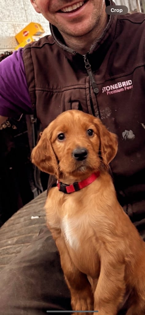 IKC Irish Red Setter puppies 