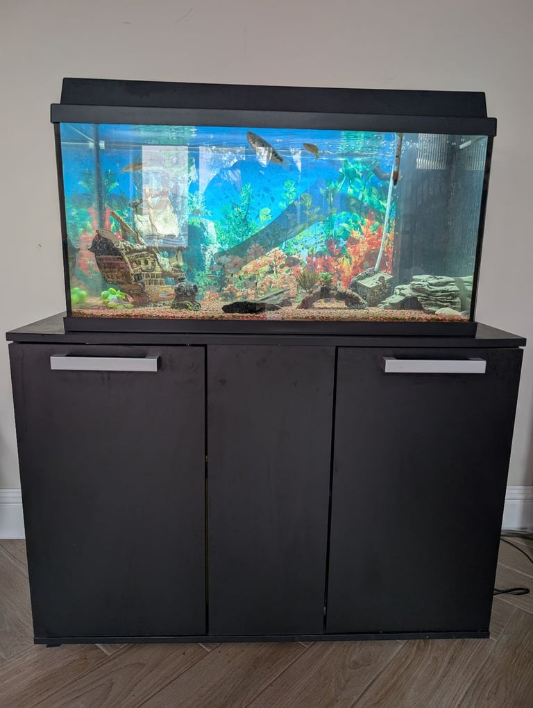 Tropical Fish, Tank, Cabinet and all equipment.