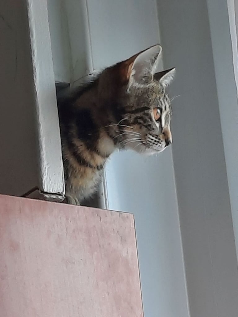 beautiful female kittens, white / tabby, looking for a new home