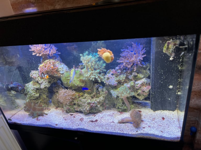 Complete 125l marine tank 