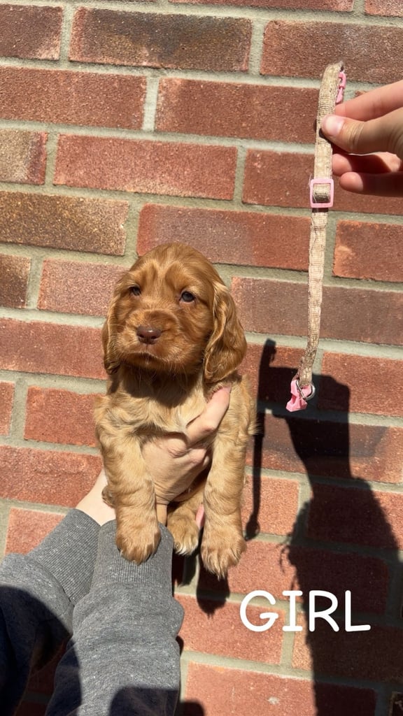 KC Cocker Spaniel Puppies