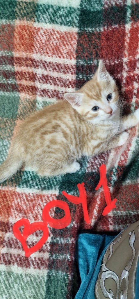 2 ginger tabby boys and 2 mix girls