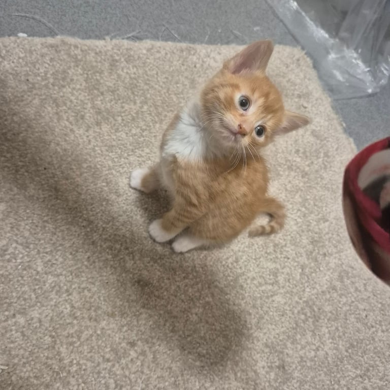 Gorgeous kittens for sale