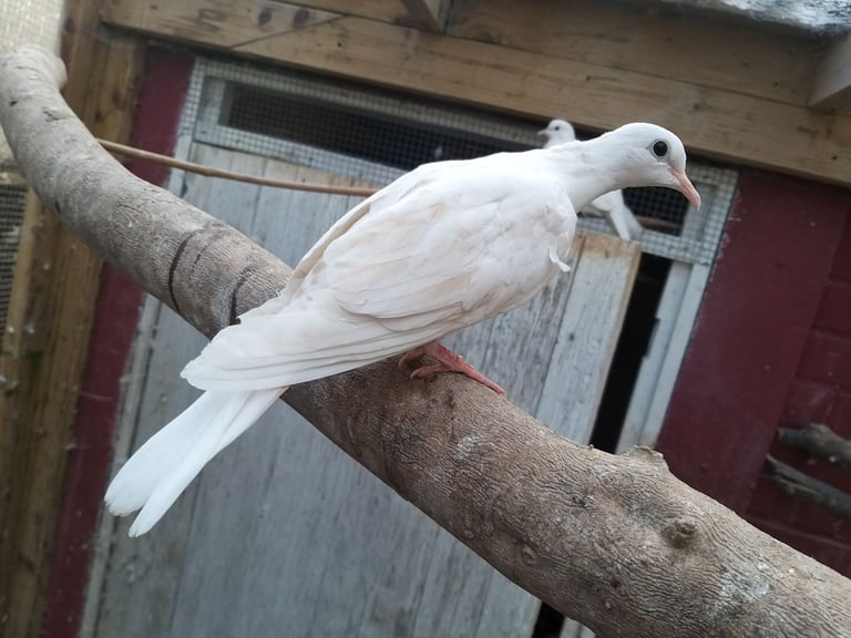 image for Barbary doves for sale 